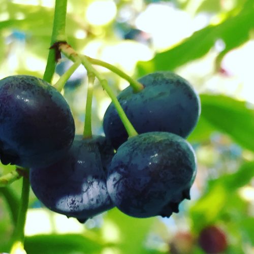Amrikanska Blåbär. blueberries