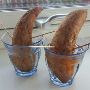Kan man odla sötpotatis i Sverige?
