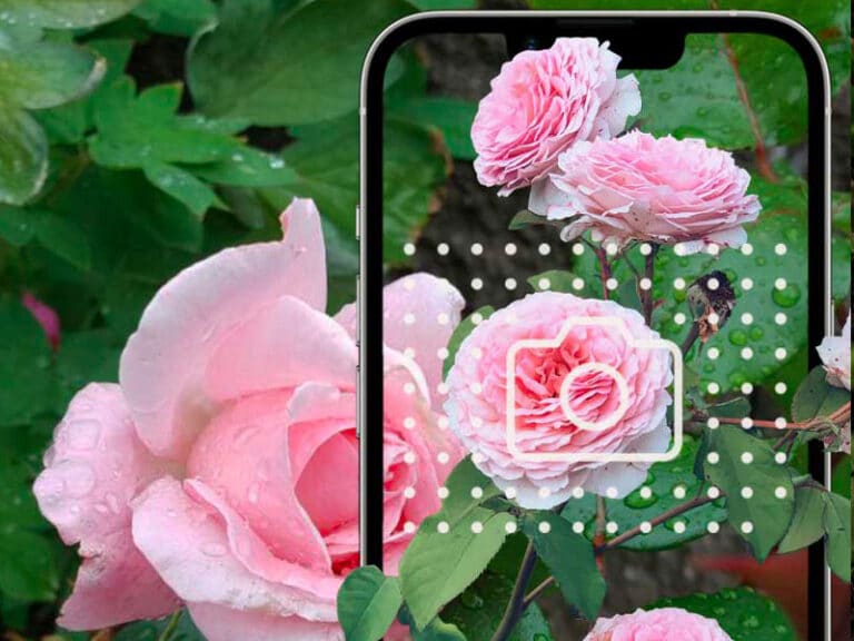 What plant is this? Identify your plants with Gardenize!