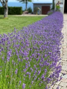 Lavender border at an Open Garden Tusen Trädgårdar