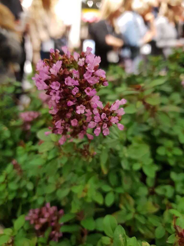 Purpurmejram årets perenn 2019