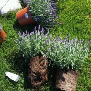 Plantera lavendel