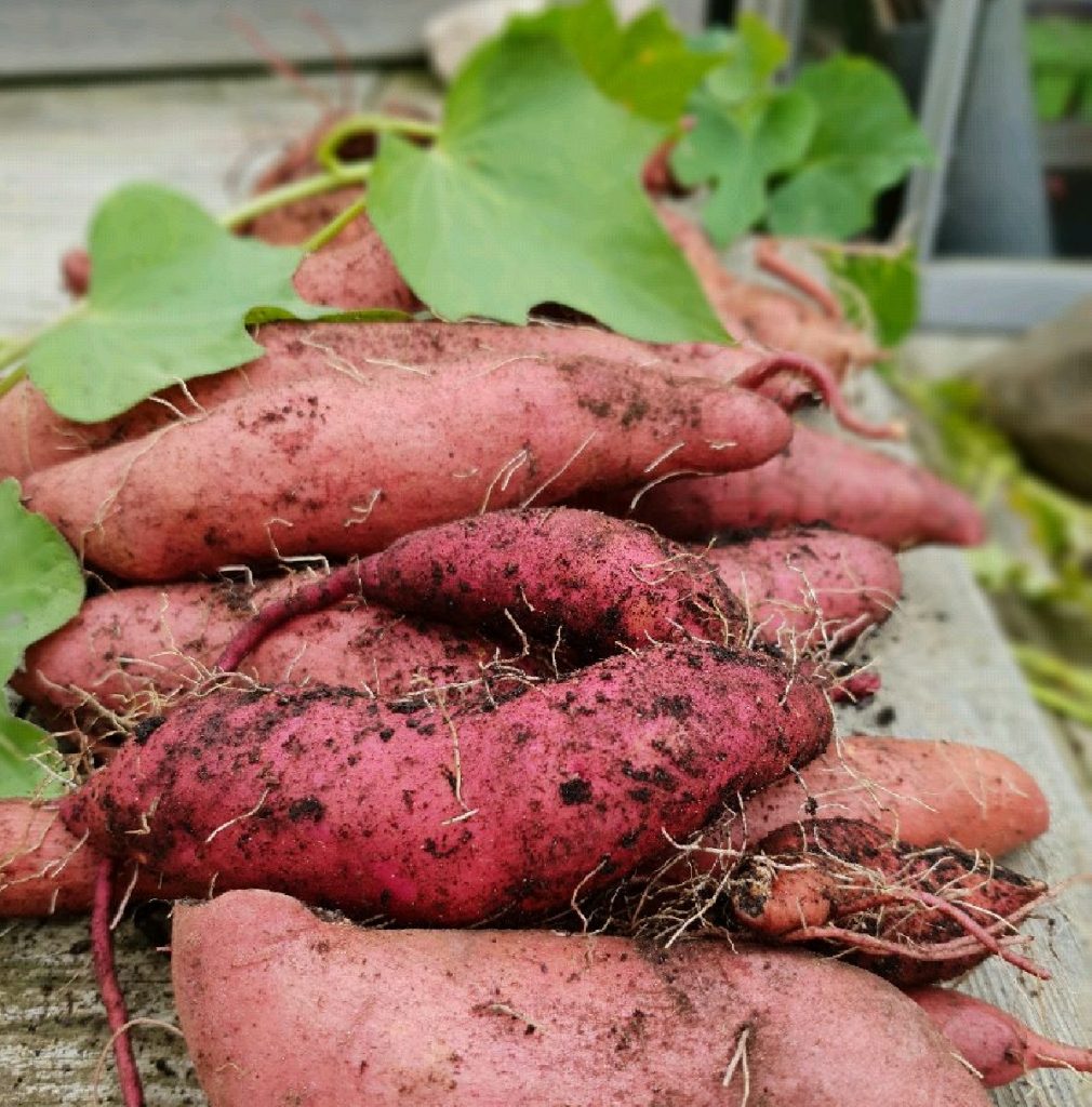 Kan man odla sötpotatis i Sverige