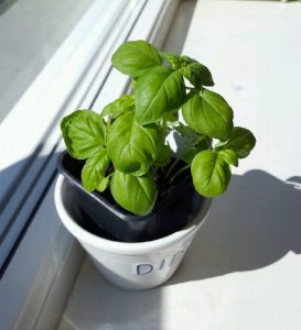 Basil for indoor gardening