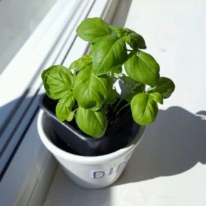 Basil for indoor gardening