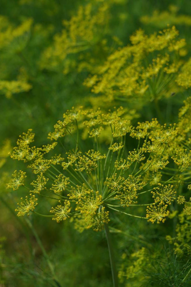 Dill 'Elephant'