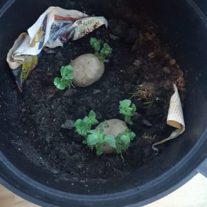 Grow potatoes in pots