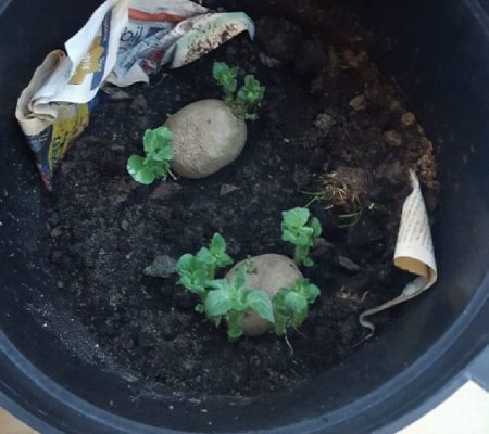 Grow potatoes in pots