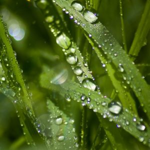Grass with raindrops cleaning air