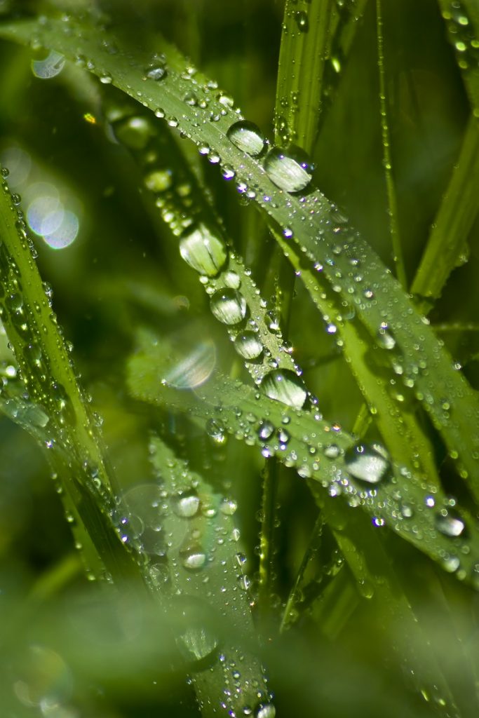 Grass with raindrops cleaning air