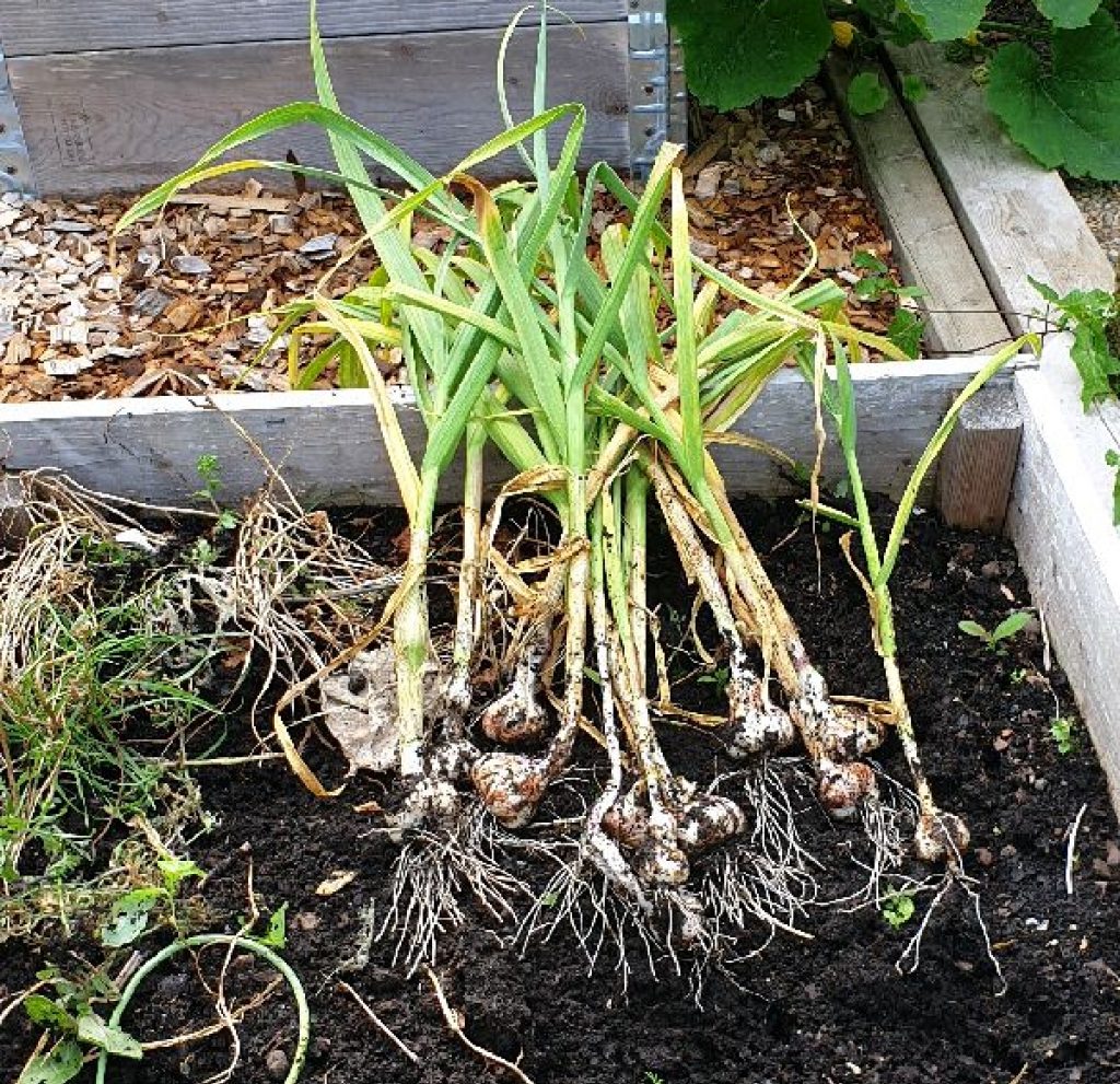 Grow your own garlic
