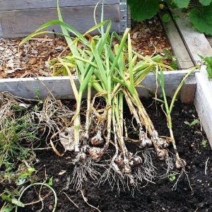 Grow your own garlic