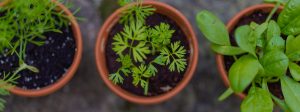 Gardenize pots of growing herbs