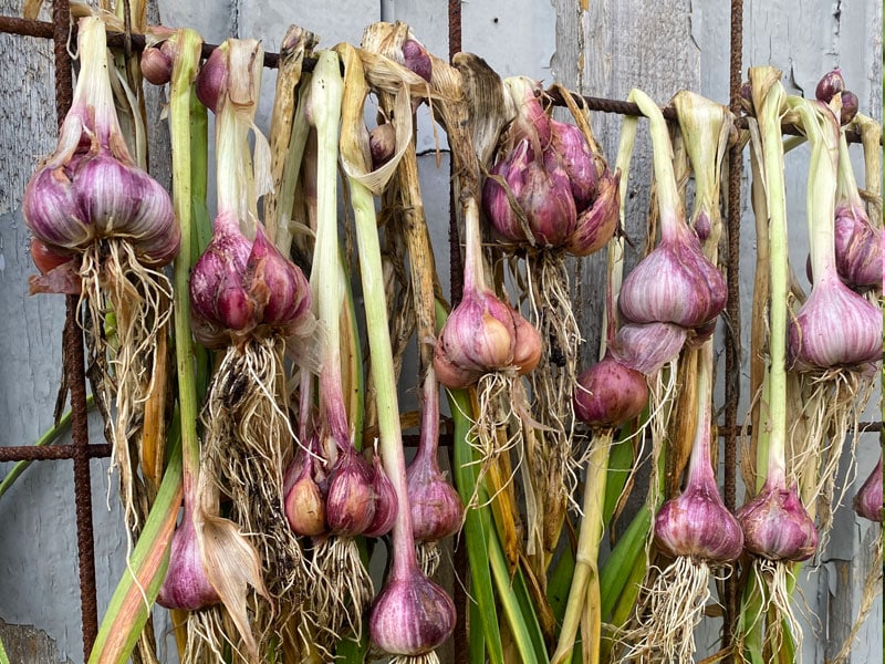 Grow and store your own garlic