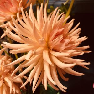 Dahlia preference