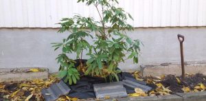 skydda rohdodendron inför höst och vinter