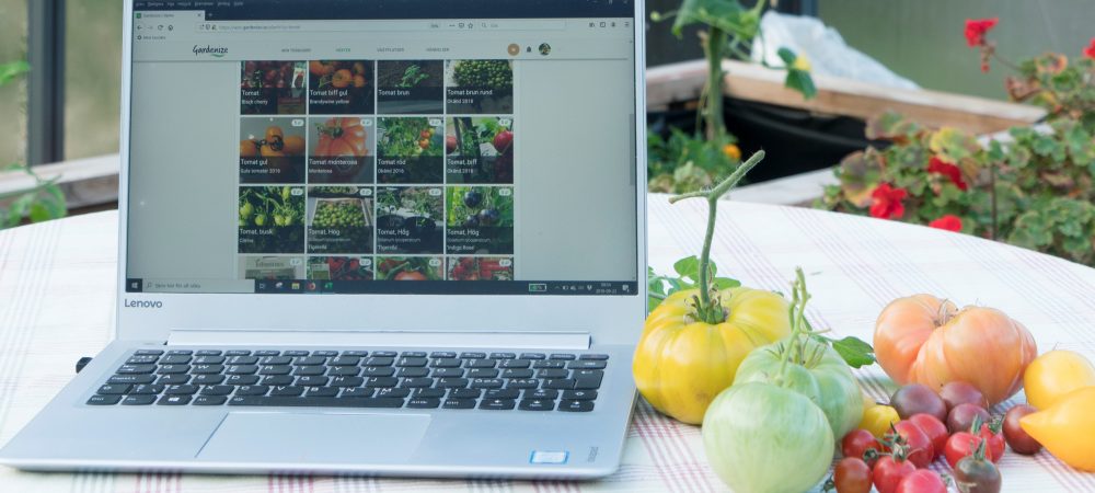 Dator och tomater i växthus beskuren