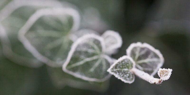 blad med frost