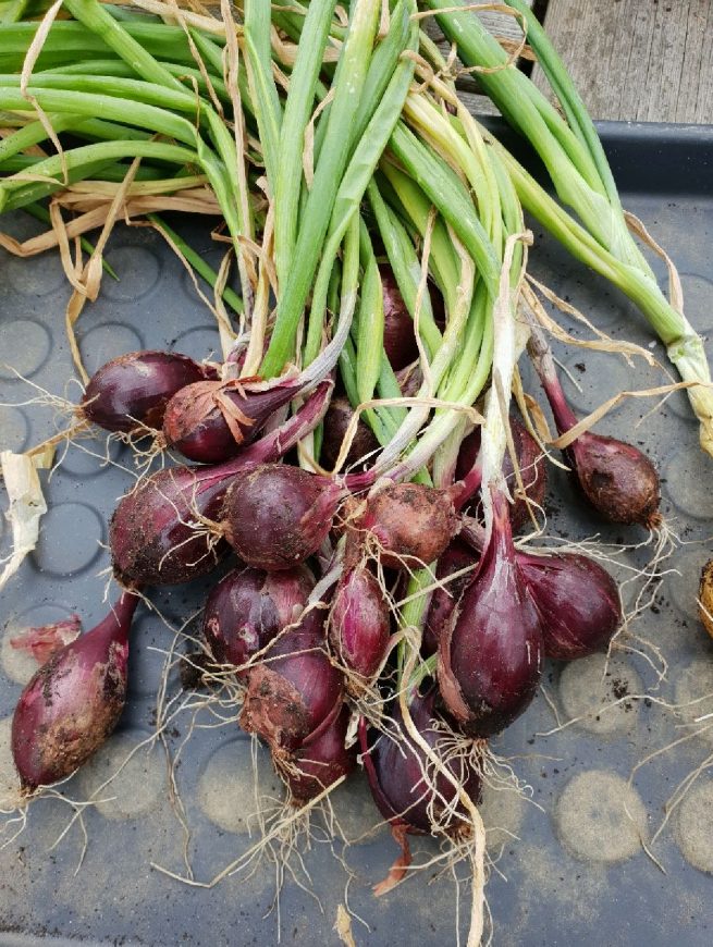 Rödlök, chutney