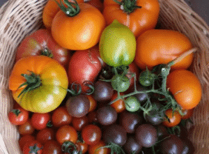 Odla egna tomater