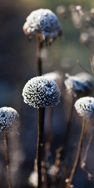 frost (1 von 1)