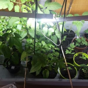Växtbelysning på små plantor