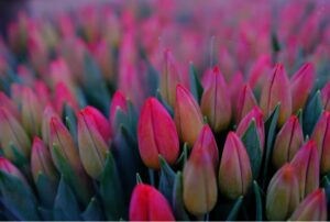 Tulip spring