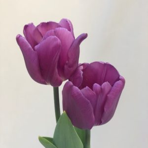 Tulpan-Magic-Lavender-Gardenize