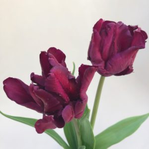Tulpan-Victorias-Secret-Gardenize