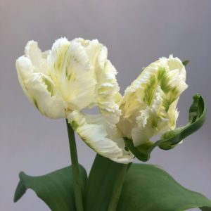 Tulpan-White-Parrot-Gardenize