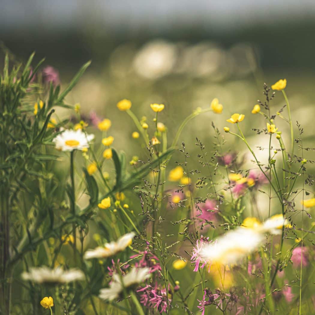 trädgårdstrender 2020 hållbar trädgård gardenize