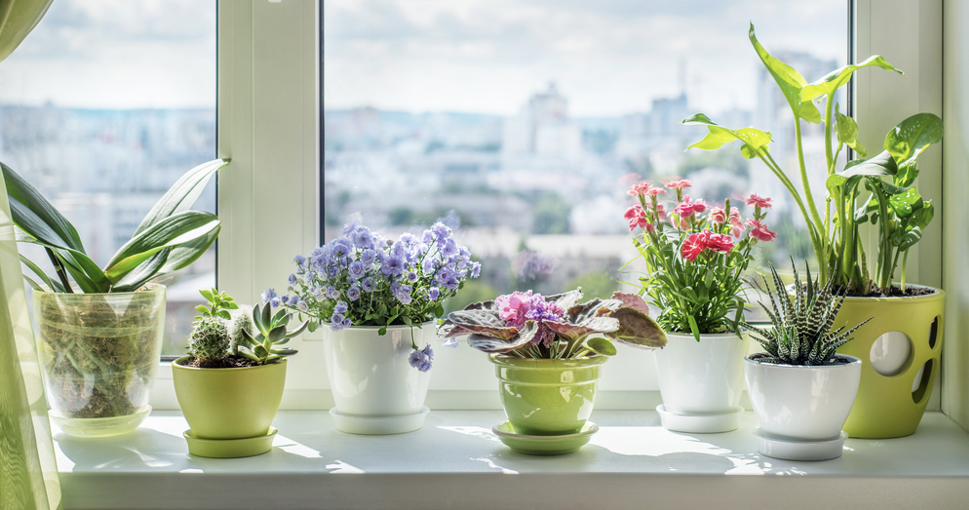 Plants on windowsill, indoor gardening