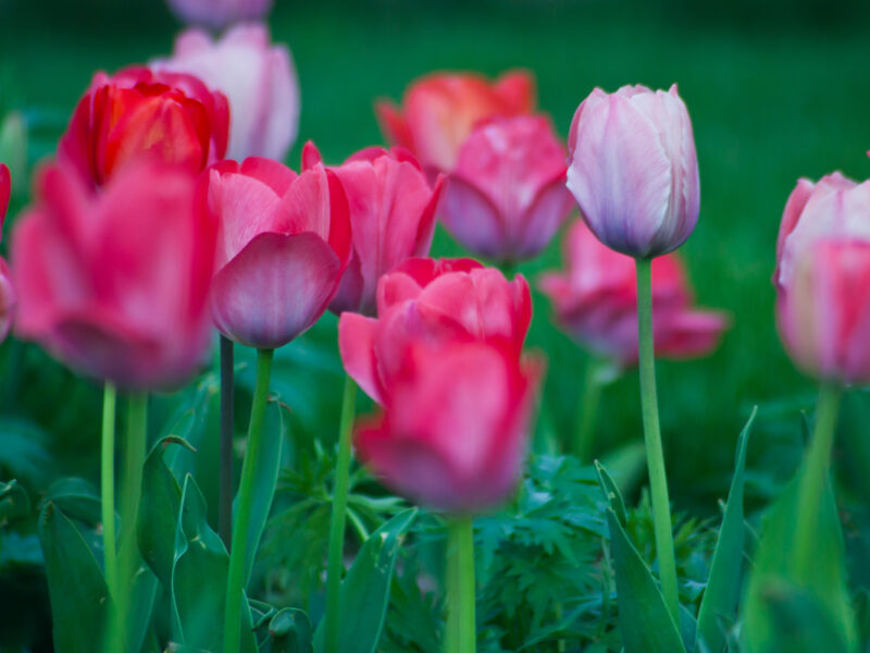 April – To Do Liste für deinen Garten