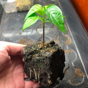 chili odla i soil block
