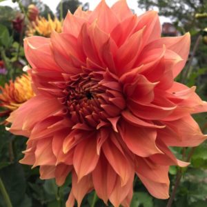 Dahlia Fairway Spur