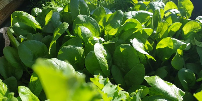 Odla egen spenat, Guick growing vegetables