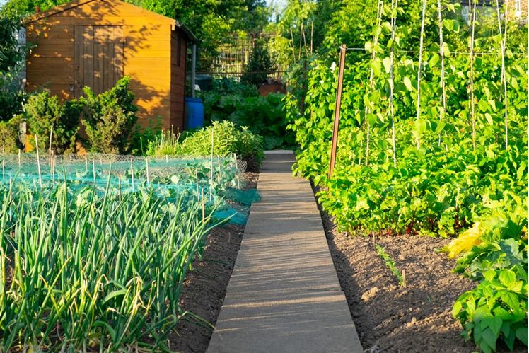 How to Organize a Community Garden