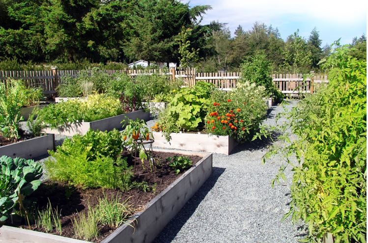 How to Organize a Community Garden_3