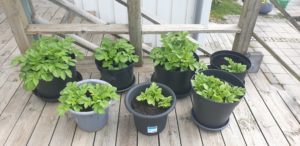 Grow potatoes in pots