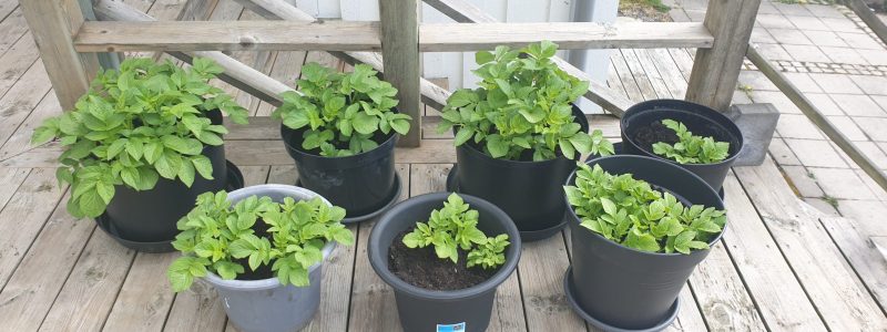 Grow potatoes in pots