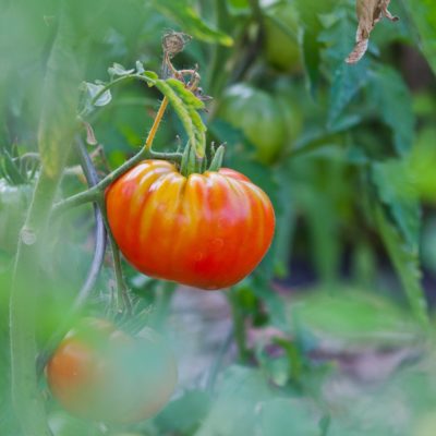 Hol das Beste aus deinen Tomatenpflanzen raus