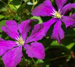 Clematis