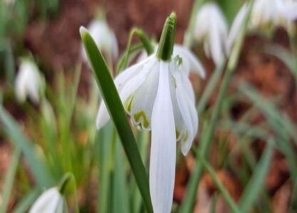 Snowdrops