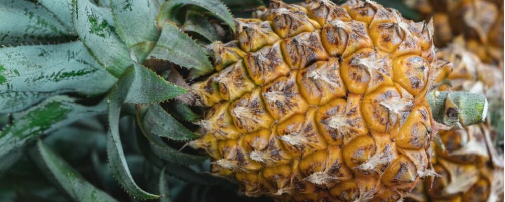 Ananas Ananas