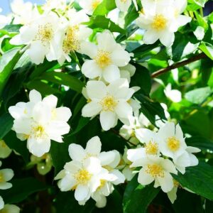 Philadelphus