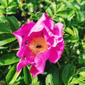 Gynna trädgårdens pollinerare