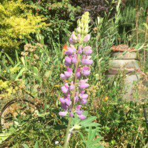 lupins