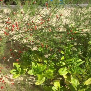 red berries