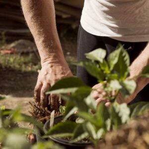 Gardening_in_Lockdown-004