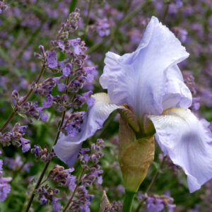 Iris-nepeta